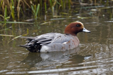 Green-winged Teal re-appears